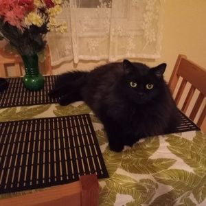 Meet your Posher, Celine